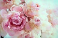 Fluffy pink peonies flowers Royalty Free Stock Photo