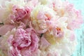 Fluffy pink peonies flowers
