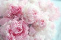 Fluffy pink peonies flowers Royalty Free Stock Photo