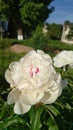 Fluffy pink peonies flowers Royalty Free Stock Photo