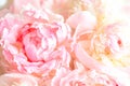 Fluffy pink peonies flowers Royalty Free Stock Photo