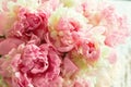 Fluffy pink peonies flowers Royalty Free Stock Photo