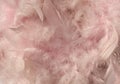 Fluffy pink sunlit feather background