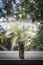 Fluffy plant in a vase