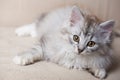 Fluffy playful gray kitty Royalty Free Stock Photo