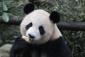 Giant Panda Cub is Eating a Red Apple , Chengdu Panda Base, China Royalty Free Stock Photo