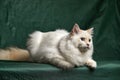 Fluffy playful white cat on a gray background Looks up and sideways