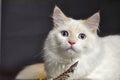 Fluffy playful white cat on a gray background Looks up and sideways