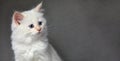 Fluffy playful white cat on a gray background Looks up and sideways