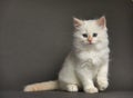 Fluffy playful white cat on a gray background Looks up and sideways