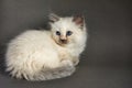 Fluffy playful white cat on a gray background Looks up and sideways