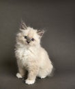 Fluffy playful white cat on a gray background Looks up and sideways