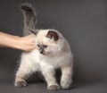 Fluffy playful white cat on a gray background Looks up and sideways