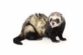 Fluffy polecat ferret on white background posing for portrait in studio Royalty Free Stock Photo