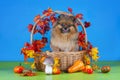 Fluffy Pomeranian in a basket with vegetables