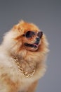 Fluffy pomeranian dog with golden chain and sunglasses