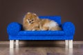 Fluffy Pomeranian playing on the couch