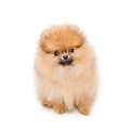 Fluffy pomeranian puppy, small dog isolated on white