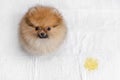 Fluffy pomeranian puppy and urine puddle, view from above Royalty Free Stock Photo