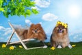 Fluffy Pomeranian relaxing in a deck chair on the lawn