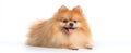The fluffy Pomeranian relaxing happily on a bright background..AI generated image Royalty Free Stock Photo