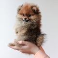 A fluffy Pomeranian sable puppy sits on its hind legs on its hands, turns its head and looks at the camera