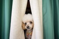 fluffy poodle peeking out from behind a curtain Royalty Free Stock Photo