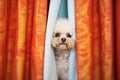 fluffy poodle peeking out from behind a curtain