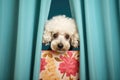 fluffy poodle peeking out from behind a curtain Royalty Free Stock Photo