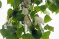 Fluffy poplar seed tufts, on tree branch Royalty Free Stock Photo