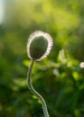 Fluffy poppy bud in the backlight on a fuzzy green background in the summer Royalty Free Stock Photo