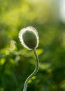 Fluffy poppy bud in the backlight on a fuzzy green background in the summer Royalty Free Stock Photo