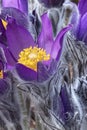 Fluffy Pulsatilla flower macro image. Violet spring flower blooming