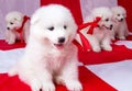 Fluffy puppies with red ribbons Royalty Free Stock Photo