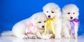 Fluffy puppies of Samoyedskaja dog Royalty Free Stock Photo