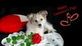 A fluffy puppy is lying on a litter next to a heart-shaped pillow and a rose flower. Valentine's Day Concept