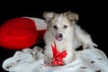 Fluffy puppy is lying on a napkin next to pillow in the shape of heart. Keeps paws and eats treats for dogs, gift wrap.