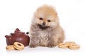 Fluffy puppy of pomeranian dog and donut
