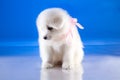 Fluffy puppy of Samoyedskaja dog Royalty Free Stock Photo