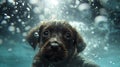 A wet chocolate Labrador puppy dog bobs in the water with bubbles floating around him. Royalty Free Stock Photo