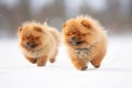 fluffy pups shaky walk in snow