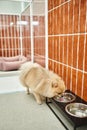 fluffy purebred doggy drinking water from