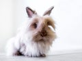 A fluffy purebred Lionhead rabbit Royalty Free Stock Photo
