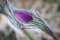 Flower of the pulsatilla patentis Royalty Free Stock Photo