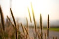 Fluffy purple and light brown spikelets and grass