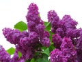 Fluffy purple lilac beautiful close