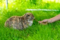 Fluffy rabbit eating carrot from a hand in tall grass.. Royalty Free Stock Photo