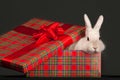 Fluffy rabbit in giftbox