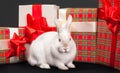 Fluffy rabbit rounded giftbox Royalty Free Stock Photo