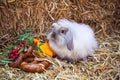Fluffy rabbit sitting on stack of straw Royalty Free Stock Photo